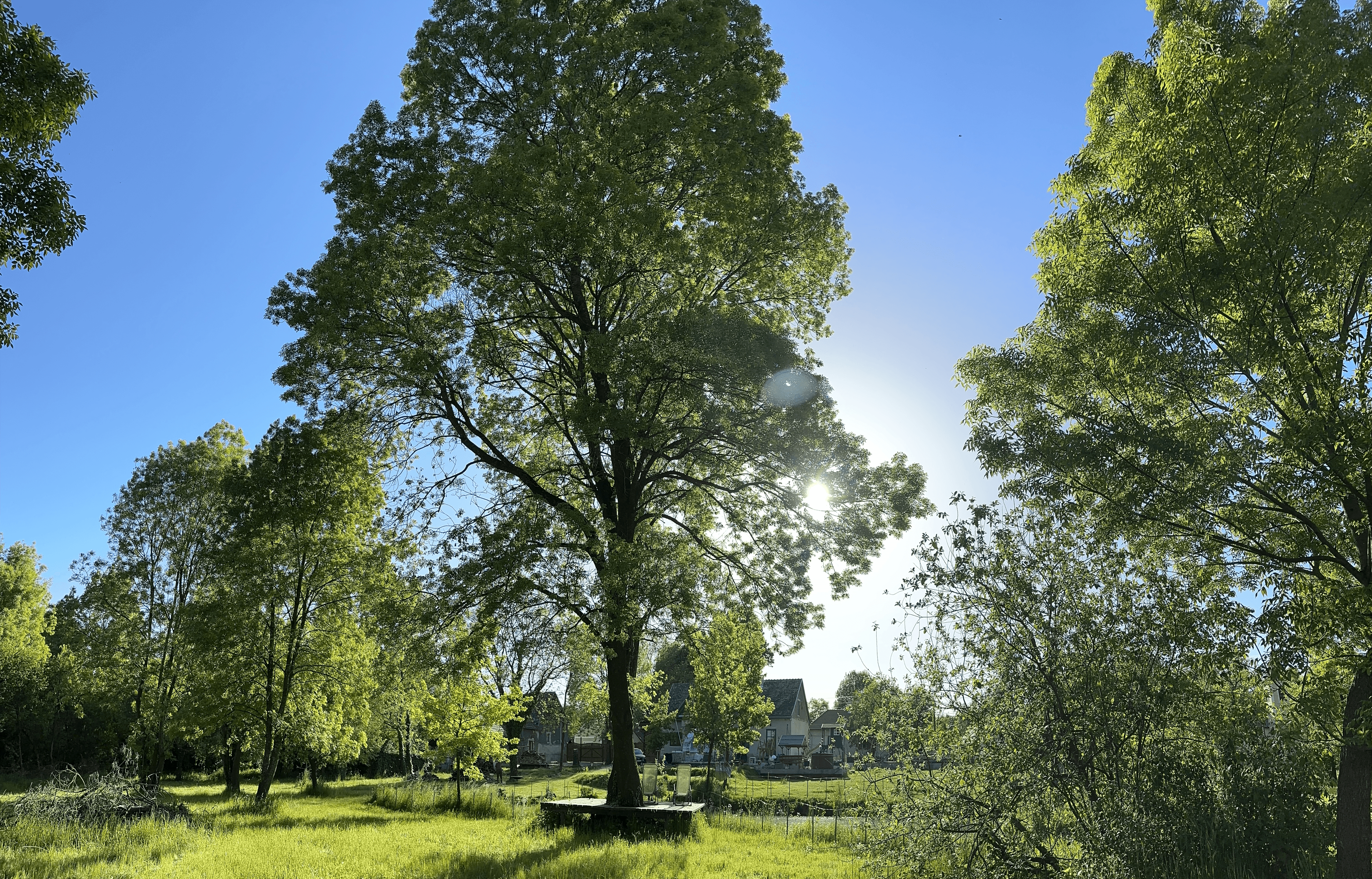 Brightfield landscape